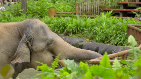 Kinder-Und-Tierpfleger-Füttern-Asiatische-Elefanten-Im-Zoo-Von-Singapur,-Es-Regnet-In-Asien