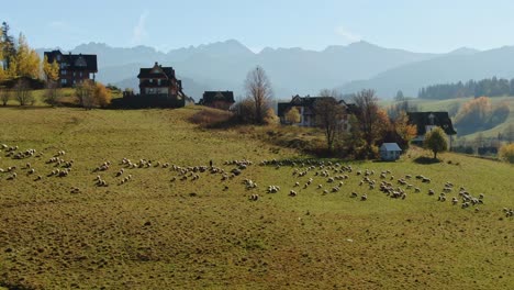 Herd-of-sheep-lead-by-shepherd-and-sheep-dog-by-Tatra-mountains,-Zakopane-Poland