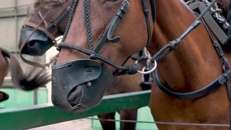 Close-up-shot-capturing-the-details-of-a-chestnut-coat-horse-fully-equipped-with-headgears-with-muzzle-covering-its-mouth,-tacking-up-and-preparing-for-the-sport-game-in-the-stable