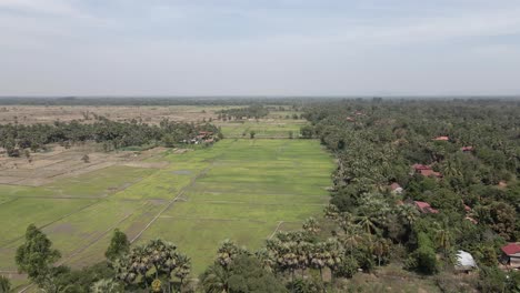 Palmen-Säumen-überflutete-Reisfelder-In-Siem-Reap,-Kambodscha