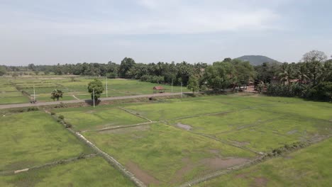 Low-flight-over-green-rice-fields-in-Siem-Reap-region-of-Cambodia