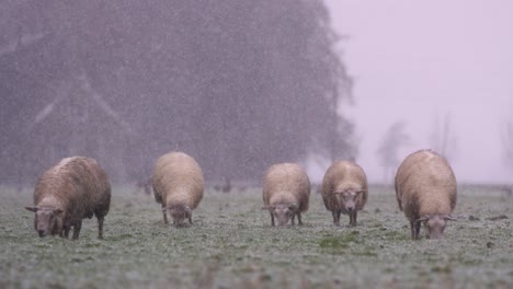 Close-up-static-shot-of-a-small-flock-of-sheep-grazing-on-green-grass-in-the-middle-of-a-heavy-snowstorm,-slow-motion