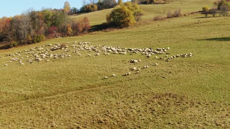 Herding-flock-of-sheep-on-alpine-pasture-on-sunny-autumn-day,-Zakopane,-Poland