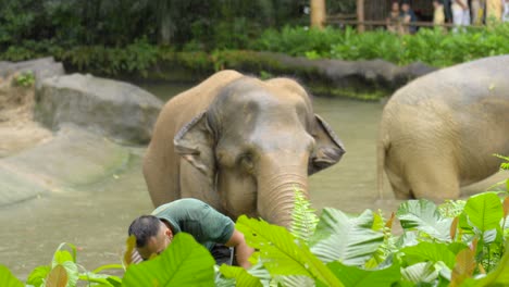 Cuidadores-De-Elefantes-Asiáticos-Alimentándose-Con-Hojas-Frescas-De-La-Selva-Durante-La-Lluvia-En-El-Zoológico-De-Singapur