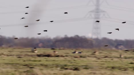 Close-up-panning-shot-of-a-flock-of-starlings-gliding-over-a-field-with-ducks,-geese-and-high-tension-power-lines-in-the-background