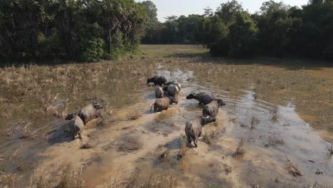 Low-aerial-follows-domestic-water-buffalo-herd-wading-in-muddy-water