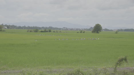 Grassy-field-with-birds-flocked-together-in-Alor-Setar-Malaysia