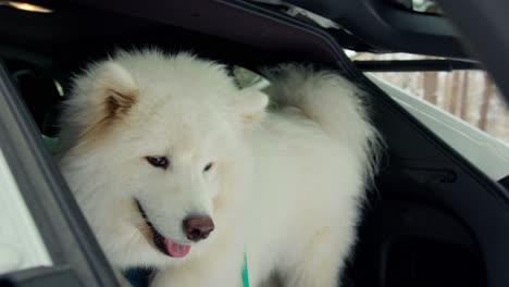Close-up-of-a-beautiful-Samoyed-dog-appearing-after-opening-a-car-trunk-door