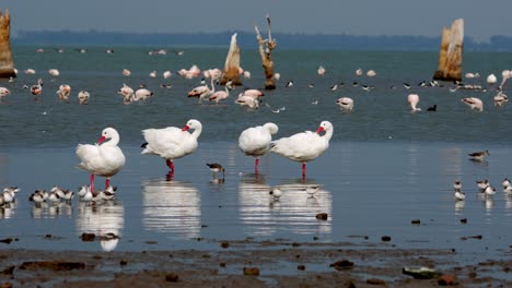 Acuatic-birds-in-natural-habitat,-mar-chiquita-lake,-Ansenuza-National-Park,-Cordoba,-Argentina