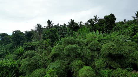 Establishing-Aerial-View-of-Lush-Jungle-full-of-palm-trees-in-mountainous-island-of-Catanduanes,-Philippines