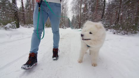 Owner-man-walking-his-beautiful-Samoyed-dog-through-snowy-forest-in-slow-motion