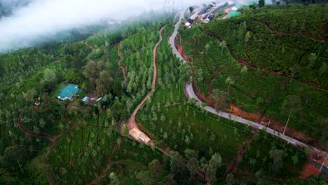 Tea-Plantation-Mountain-Field-in-Haputale,-Sri-Lanka---Aerial-Drone-View