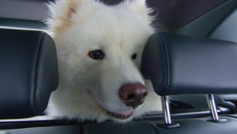 Precious-Samoyed-dog-peeking-inside-the-car-from-the-trunk-while-traveling