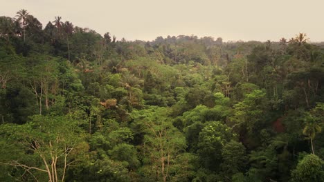 Vista-Aérea-De-Drones-Volando-Entre-Las-Palmeras,-árboles-En-Un-Bosque-Tropical-Bali,-Indonesia-4k