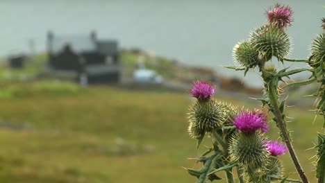 A-shot-pulling-focus-from-a-farm-house-to-some-thistles-near-the-village-of-Hushinish