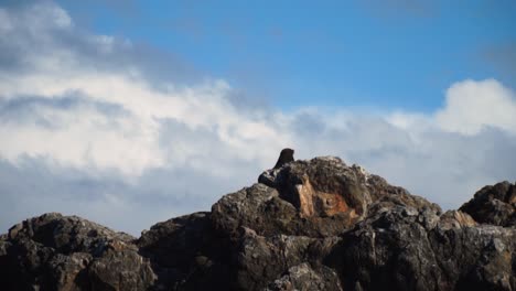 Sea-Lion-perched-rocky-peak-on-New-Zealand-coast-against-white-cloud,-blue-sky