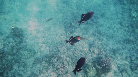 Small-group-of-black-triggerfish,-or-durgon,-swimming-over-coral-reef,-Hawaii
