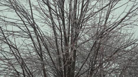 Eine-Nahaufnahme-Eines-Baumes-Nach-Einem-Eisregensturm-An-Einem-Kalten-Tag