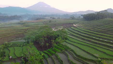 Aerial-view-of-beautiful-terraced-rice-field-with-mountain-on-the-background-and-white-bird-flyover