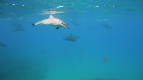 Grupo-De-Delfines-Giradores-Nadando-Frente-A-La-Costa-De-La-Isla-Grande,-Hawaii