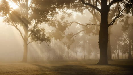 Magical-misty-sunny-forest-with-sunlight-passing-trough-the-branches-of-the-trees-in-a-sepia-color