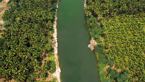 Lush-greenery-with-Palm-trees-in-Backwater-in-Kanyakumari,-birds-are-flying-on-lake-water,-camera-moving-backward