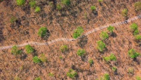 aerial-drone-view-of-the-forest,-top-angle-rotted-shoot-of-a-beautiful-couple,-a-couple-sleeping-in-the-middle-of-the-road-on-the-forest-area,-summertime-forest