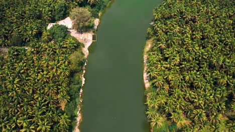 Lush-greenery-with-Palm-trees-or-Coconut-trees-and-Backwater-A-Shot-from-Kerala-India,-birds-are-flying-on-lake-water,-camera-moving-backward