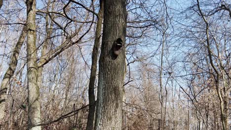 Unusual-video-of-shoe-boot-hanging-from-a-tree-trunk-in-the-forest