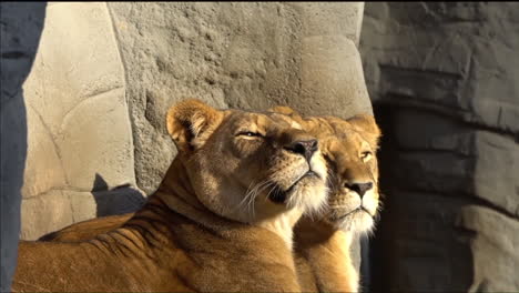 Two-lionesses-resting-and-yawning-in-a-zoo-while-taking-the-sun,-still-shot-seen-from-the-side