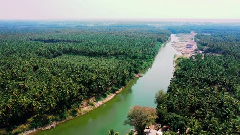 lake-and-palms,-Coconut-trees-reflected-in-the-lake,-and-the-aerial-camera-moving-backward-to-the-palm-forest-and-lake-view