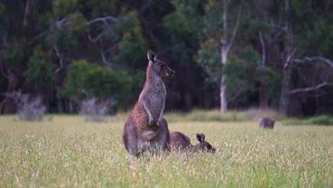 Wild-friendly-eastern-grey-kangaroo-looking-straight-into-the-camera-while-chewing-the-grass-with-joey