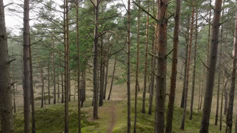 Aerial-view-of-wild-pine-forest,-green-moss-and-heather-under-the-trees,-overcast-day,-light-snow-falling,-Nordic-woodland,-Baltic-sea-coast,-mystic-concept,-slow-drone-dolly-shot-moving-back
