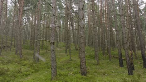 Aerial-view-of-wild-pine-forest,-green-moss-and-heather-under-the-trees,-overcast-day,-light-snow-falling,-Nordic-woodland,-Baltic-sea-coast,-mystic-concept,-slow-drone-dolly-shot-moving-left