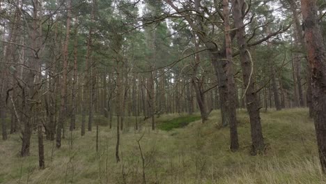 Aerial-view-of-wild-pine-forest,-green-moss-and-heather-under-the-trees,-overcast-day,-light-snow-falling,-Nordic-woodland,-Baltic-sea-coast,-mystic-concept,-slow-drone-dolly-shot-moving-forward-low