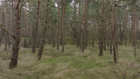 Aerial-view-of-wild-pine-forest,-green-moss-and-heather-under-the-trees,-overcast-day,-light-snow-falling,-Nordic-woodland,-Baltic-sea-coast,-mystic-concept,-slow-drone-dolly-shot-moving-forward-low