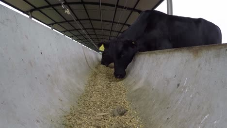 Weary-Black-Dexter-Cattle-Eat-Feed-from-Farm-Shed-Trough,-Low-Angle