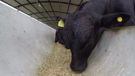 Tagged-Black-Angus-Cows-Eating-Feed-in-a-Trough-on-a-Farm-Shed,-Low-Angle
