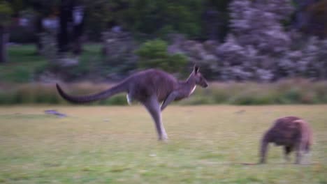 Kangaroo-jumping-across-the-grass-fields-in-the-village-in-rural-Victoria