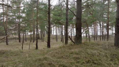 Aerial-view-of-wild-pine-forest,-green-moss-and-heather-under-the-trees,-overcast-day,-light-snow-falling,-Nordic-woodland,-Baltic-sea-coast,-mystic-concept,-slow-drone-dolly-shot-moving-right-low