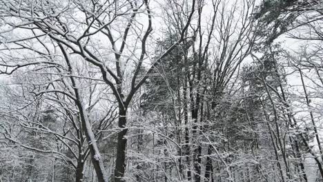 Snowy-trees,-snow-falling-in-slow-motion