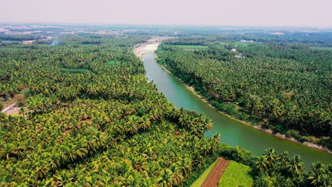 river,-coconut-trees,-and-bright-sky-tropical-nature-background,-aerial-camera-moving-forward-to-the-palm-forest-and-lake-view