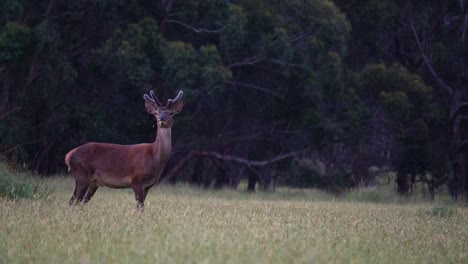 Wild-deer-walking-across-the-grass-fields-of-Victorian-rural-farm-in-country-Australia