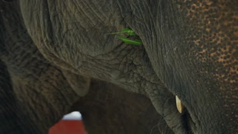 Close-up-on-captive-elephant-trunk-swaying-while-eating