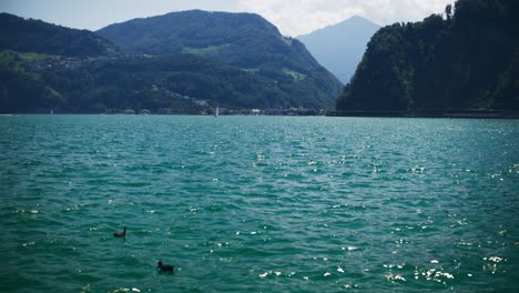 Peaceful-View-of-Two-Ducks-Floating-with-Boat-in-Distance-on-Mountain-Lake---Hergiswil-Switzerland-Mountains-in-4K