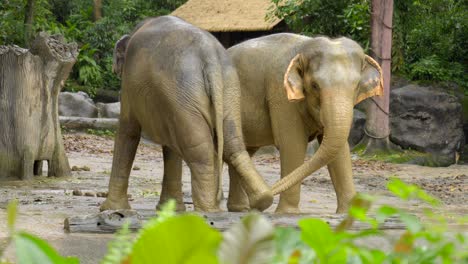 Elefantenpaar-Reibt-Sich-Bei-Regen-Die-Füße-Mit-Schlamm-Im-Asiatischen-Singapur-Zoo