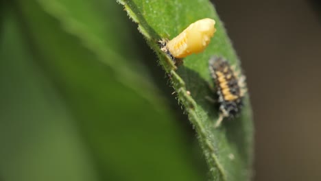 Eine-Marienkäferlarve-Neben-Einer-Sich-Bewegenden-Marienkäferpuppe-Auf-Einem-Grünen-Blatt-Im-Frühling