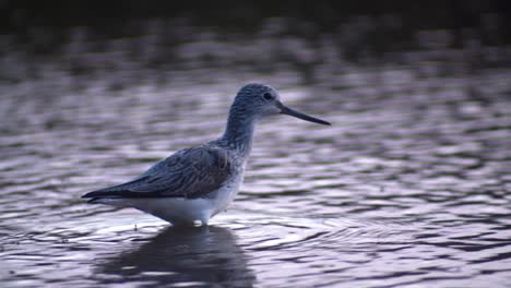 Common-Greenshank-bird-eating-insects-flying-on-water-surface,-tracking-shot