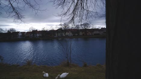 Three-Ducks-Near-Water-Front---Tübingen-Germany-Riverside-Nature-Park-with-Wildlife-in-4K