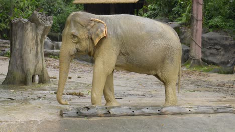 Elefante-Bebé-Tomando-Un-Baño-De-Barro-En-El-Zoológico-De-Singapur-Durante-La-Lluvia